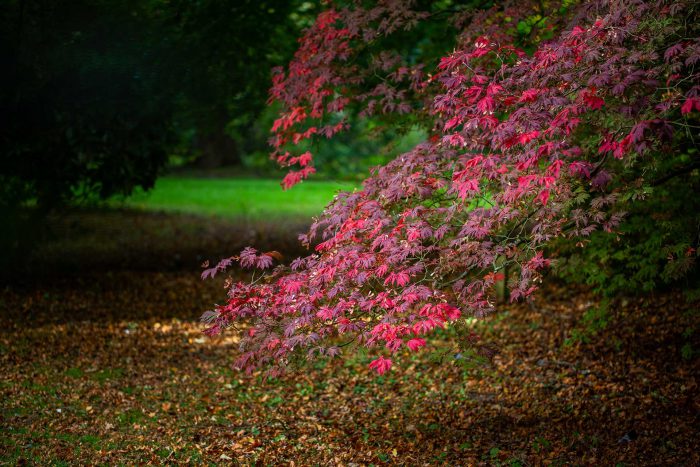 Arley Arboretum